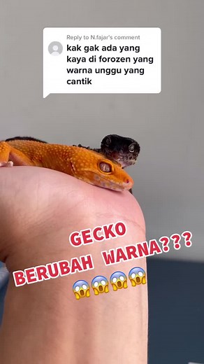 Gecko Berubah Warna: Apakah Gecko Suka Terang atau Gelap?