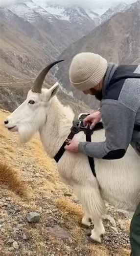 Goats POV: Relax and Watch | #goat #chill #asmr
