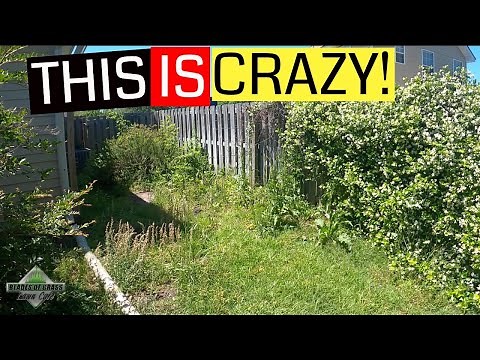 Overgrown yard cleanup walkthrough [Biding a out of control property cleanup]