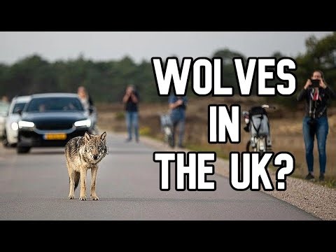Wolves in the UK - Pros and Cons of Wolf Reintroduction