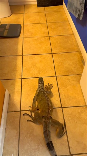 15K views · 760 reactions | This iguana is so independent! #lizard #exoticpets #reptile #iguana #pet #pets #animals #petlovers #petstagram #petlovers #foryou #petsofinstagram #RocketThelguana #dragons #reptilesofinstagram #cuteanimals | Rocket The Iggy | Facebook