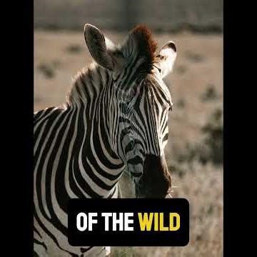 Stripes of Survival - Zebra #animals #shorts