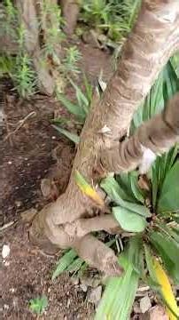 Desertscape on the Gulf Islands 🏝 North Pacific 🌴