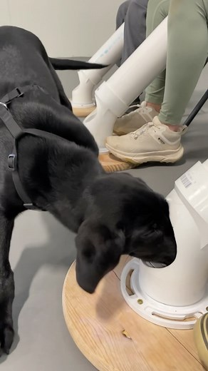 2.1M views · 6.7K reactions | Their nose knows!  Watching young...