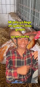 1.3M views · 6.1K reactions | Presente  #gallominerblue #kelsogamefowl #fyp #gallosworld #wildanimals #gallos #Edomex #gamefarming #Ecatepec #gallero | Gallos Finos Miner Blue | Facebook