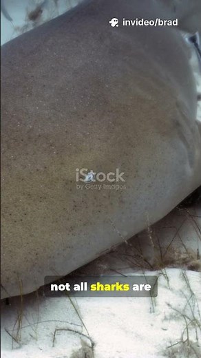 What Makes SHARKS Keep Swimming Forever?