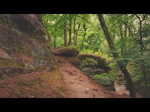 🌳 4K - Relaxing Nature Sounds For Stress Relief, Forest Sounds, Bird Song, ASMR