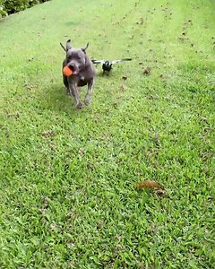 1M views · 62K reactions | THE STORY OF PEGGY AND MOLLY A BIG...