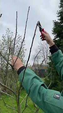 Obstbaumschnitt am Apfelbaum
