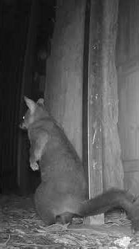 Don't Worry About Falling Off The Wall, It's Not Like There Is A Snake There.