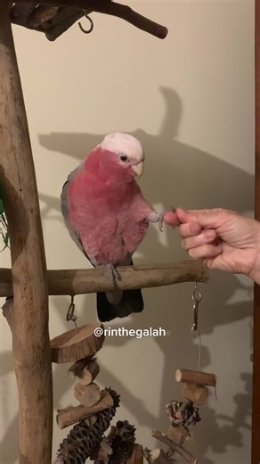Adorable Galah: The Pink Bird Trickster