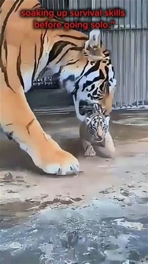 Cute but Wild: 5 Tiger Cub Facts You Must See | Quick5Facts