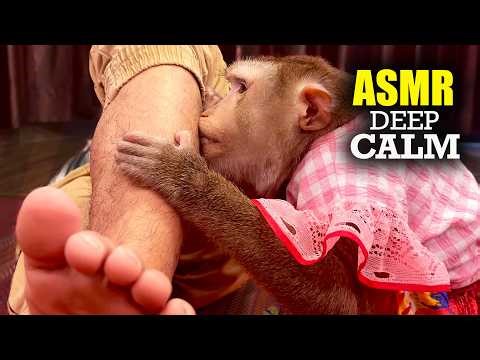(Monkey ASMR) Fall Asleep Fast With Judy's Deep Tingly Tapping & Scratching | NO TALKING