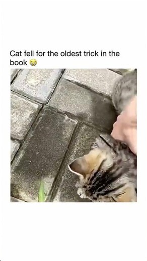 How to catch a cat #funnyanimals #cat #funny #fooling