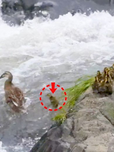 Duck Family Adventures: Perseverance in Nature's Challenge