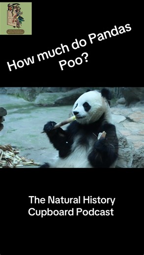 How often do pandas poo the answer might surprise you #panda #poop #poo #bamboo #eatin | The Natural History Cupboard Podcast | Facebook