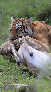 #tigerhunting #TigerAttack #tigersofindia #tiger #tigersafari #tigereye #tigerreserve #tigerworld #tigerwoods #tigerhunt #deerhunt #deerattack #tigerreserveforest #tigers | Mayaranthambhore Safari
