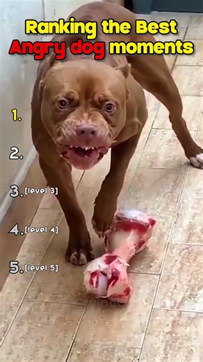 Ranking the best Angry dog moments