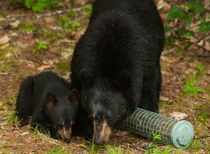 8 Ways to Keep Bears AWAY From Bird Feeders! (2026)