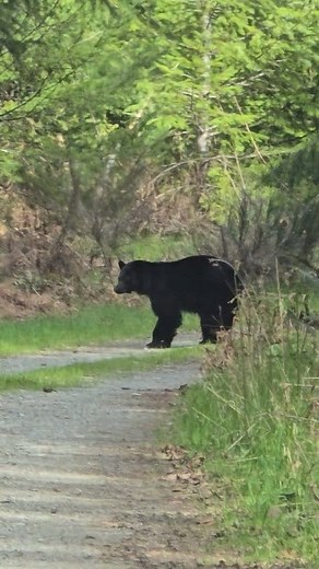 84K views · 826 reactions | Cute bear #bear #animals | PioneerPauly | Facebook