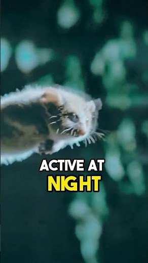 The 🐭 Gray Mouse Lemur: The World's Smallest Primate 🦎#nature #natureshort