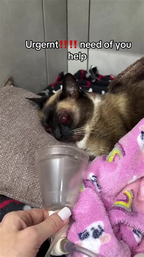 She is a kitten who came to us in very bad condition after being run over, she has cranial trauma, a completely displaced eye, a fractured jaw and needs oxygen support. The pressure is fluctuating a lot and the next 48 hours are crucial. At this moment, we are trying to stabilize the neurological frame to get into surgery as soon as possible. Step One: pass esophageal probe and remove the eye. The fracture will be done later. We could really use the help. We cannot maintain this treatment alone.