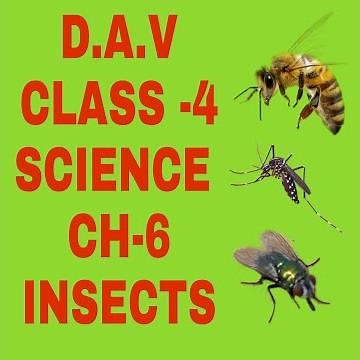 D.A.V class 4 science ch-6 insects questions and answers.