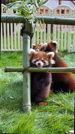 Watch This Red Panda Do the Funniest Thing Ever 😂🐼 #RedPanda #RedPandaLove #CuteAnimals #CutenessOverload #PandaMood | Red Panda Stories