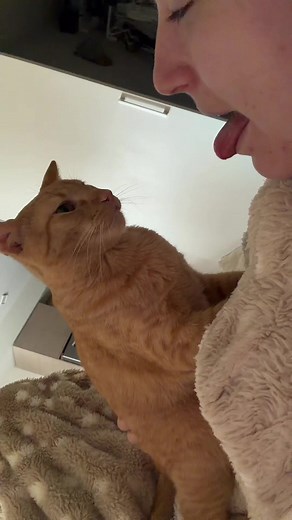 Orange cat hiss: funny viral cat behavior by hisserina