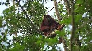 Howler monkey looks at you and scratches a toe. Slow motion. Alouatta seniculus.
