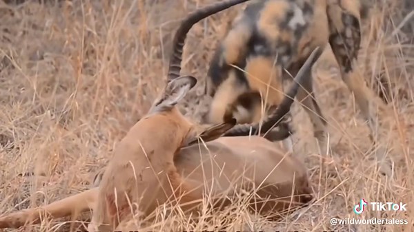 Wild Dogs' Ruthless Predation on Antelope
