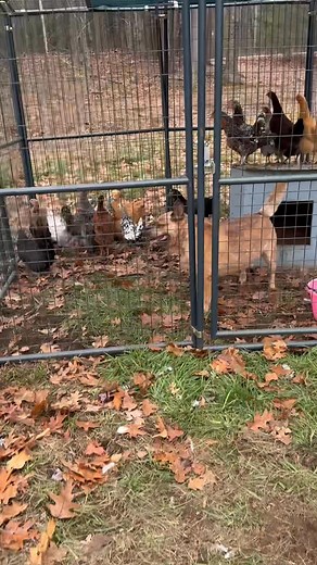 14 reactions | Risk management in dogs: The goal and name of the...