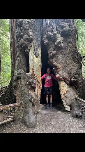 John Muir Trail Run — Bridge, Trees, Pure Flow