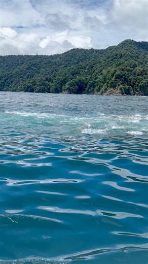 5.7K views · 100 reactions | Tuna feeding frenzy a hundred yards from the beach? Yes only possible in colombia  | Fish Colombia | Facebook