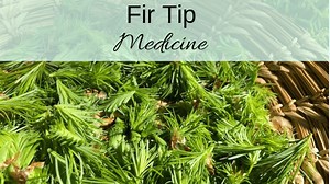 Fir Tips Medicine and Fir Needle Tea