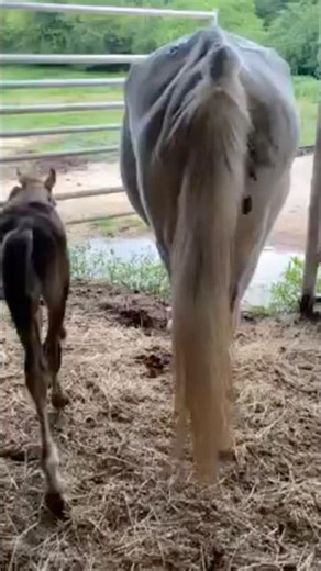 This mama will rest better tonight with her precious baby ❤️ #sanctuary #horse