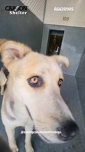 5.3K views · 607 reactions |  Adopted A5620945 ✰ Carmen -4/23/24-...