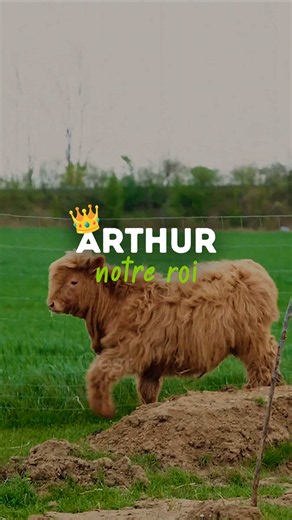 Un roi, mais pas une légende 👑 Je te partage l'évolution d'Arthur depuis son arrivée sur la micro-ferme. Un taureau Highland tout doux, qui grandit à vue d'œil aux côtés d'Alfred et qui n'est pas destiné à la consommation. Notre but, c'est de comprendre les besoins des bovins pour qu'ils s'épanouissent. #permaculture #taureau #highlandcattle #microferme #vieALaFerme