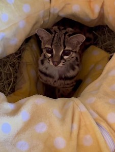 20K views · 812 reactions | We have some amazing news about our...