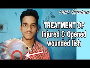 How to save and cure wounded fish