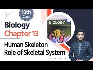 Biology Class 10 Chapter 13 - 10th Biology Chapter 4 Human Skeleton Role of Skeletal System