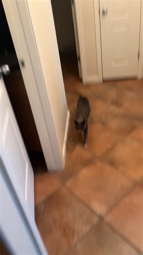 optimize prime on TikTok