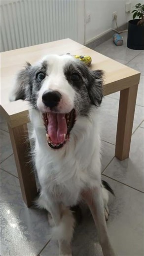 QUELQUES AMIES À JAVA