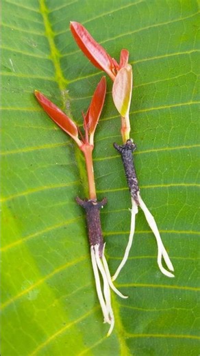 Best way to growing clove plant at home | 100% success method for beginners //#reels #fblifestyel