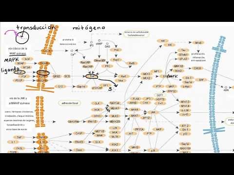 Example of a signal transduction pathway | Biology | Khan Academy in Spanish