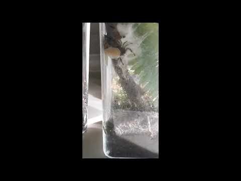 My Regal Jumping Spider Laid Eggs on the Wall!!