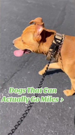 Spring Dog Training(FULL VID ON YT) Do your dogs workout? Pt.5 #cwhite #bsd #bullherder #DogTraining