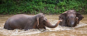 Contact Us | Save Elephant Foundation | NGO Protecting Asian Elephants