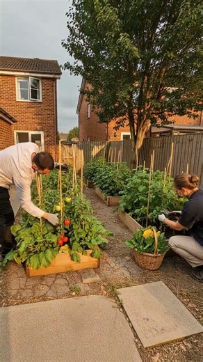 #blopper Backyard Garden Transformation 🌿 (Satisfying Time-Lapse)