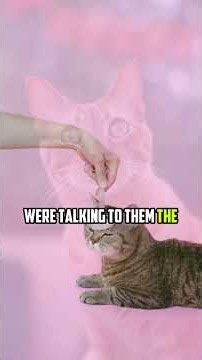 Why Your Cat Is Ignoring You